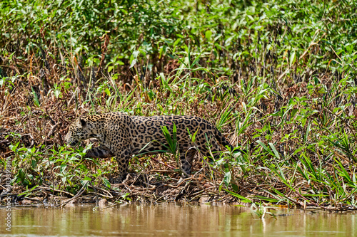 Jaguar  Panthera onca  is a large felid species and the only extant member of the genus Panthera native to the Americas  Jaguar stalking through vegetation on Cuiaba river in the Pantanal  Brazil