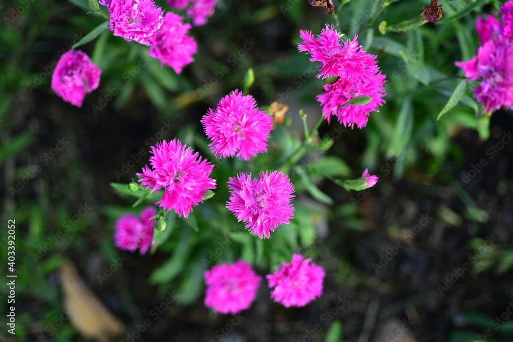 Colorful flowers in nature.flowers in the garden.Flower Blooming in the Suan Luang Rama IX Park. Colorful flowers in nature.flowers in the garden.Flower Blooming in the Suan Luang Rama IX Park.