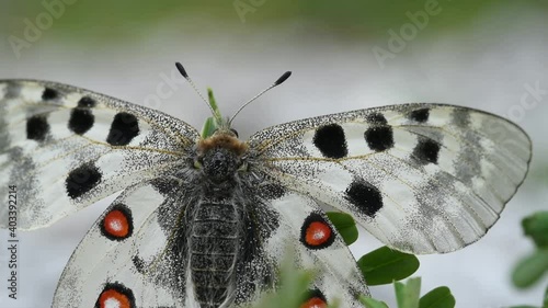 un bell'esemplare di parnassius apollo mentre cerca di respingere il periocolo strofinando le zampe sulle ali, una bella farfalla bianca con macchie nere e rosse photo