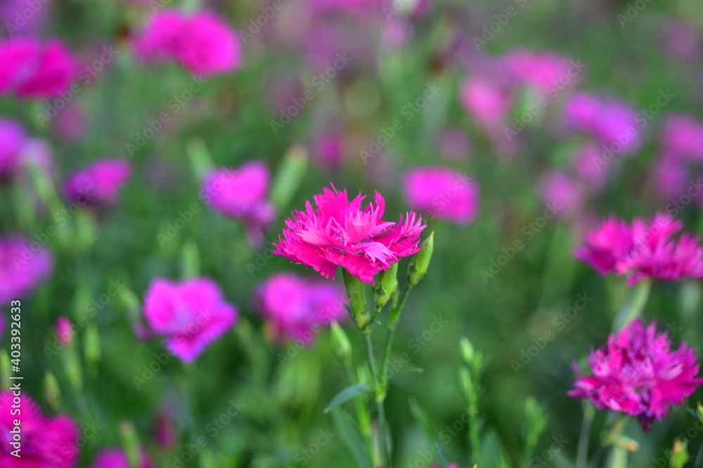 Colorful flowers in nature.flowers in the garden.Flower Blooming in the Suan Luang Rama IX Park. Colorful flowers in nature.flowers in the garden.Flower Blooming in the Suan Luang Rama IX Park.