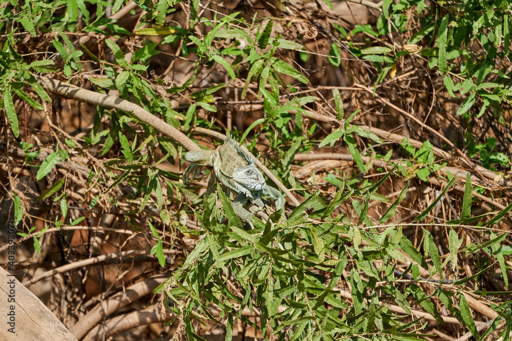 Very colorful green iguana lizard, Iguana Iguana, with a long tail sunbathing in bushes along the Transpantaneira in the wetlands of the Pantanal swamp, Brazil, South America