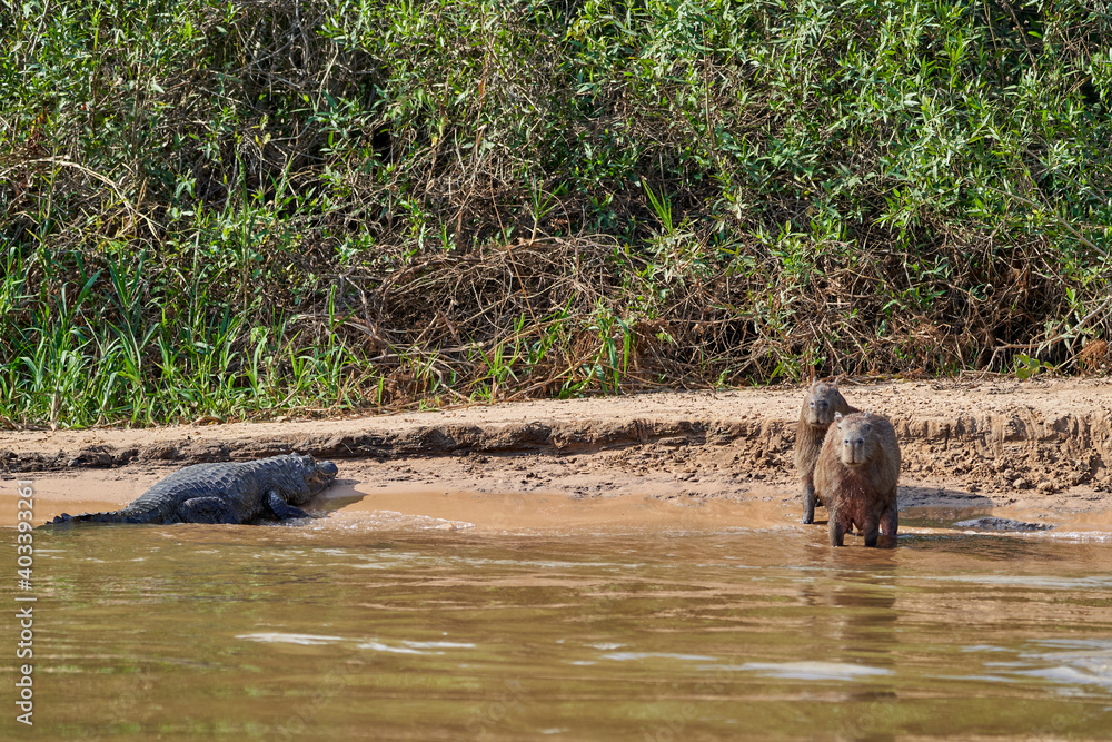 Fototapeta premium caiman lying in the swamp of the Pantanal wetlands along the Transpantaneira close to Porto Jofre at Cuiaba River. Caiman is a genus of caimans within the alligatorid subfamily looks like crocodile