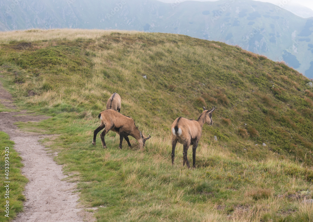 Group of Tatra chamois, rupicapra rupicapra tatrica grazing standing on a footpath at summer mountain meadow in Low Tatras National park in Slovakia. Wild mamal in natural habitat, nature photography. Group of Tatra chamois, rupicapra rupicapra tatrica grazing standing on a footpath at summer mountain meadow in Low Tatras National park in Slovakia. Wild mamal in natural habitat, nature photography.