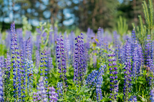 Fototapeta Naklejka Na Ścianę i Meble -  The field of wild multicolored lupinus flowers.Violet purple lupin in meadow. Colorful bunch of summer Blooming flowers.flower background or greeting card.Selective focus
