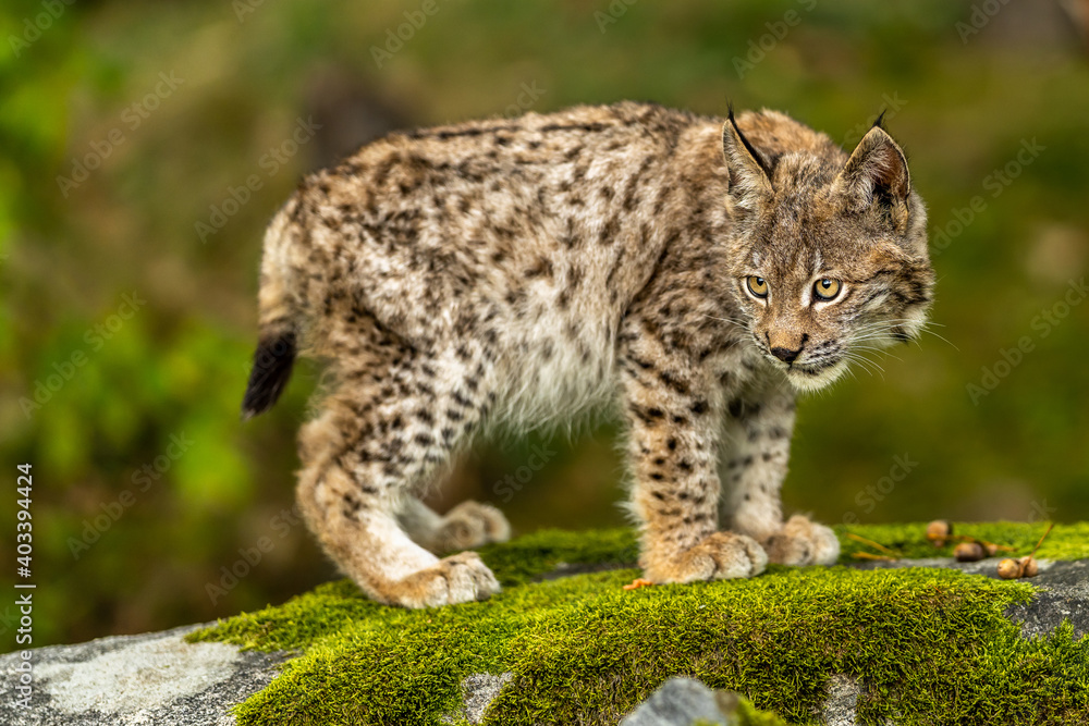 Obraz premium Lynx in green forest with tree trunk. Wildlife scene from nature. Playing Eurasian lynx, animal behaviour in habitat. Wild cat from Germany. Wild Bobcat between the trees