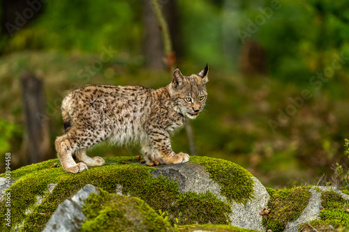 Lynx in green forest with tree trunk. Wildlife scene from nature. Playing Eurasian lynx, animal behaviour in habitat. Wild cat from Germany. Wild Bobcat between the trees © vaclav