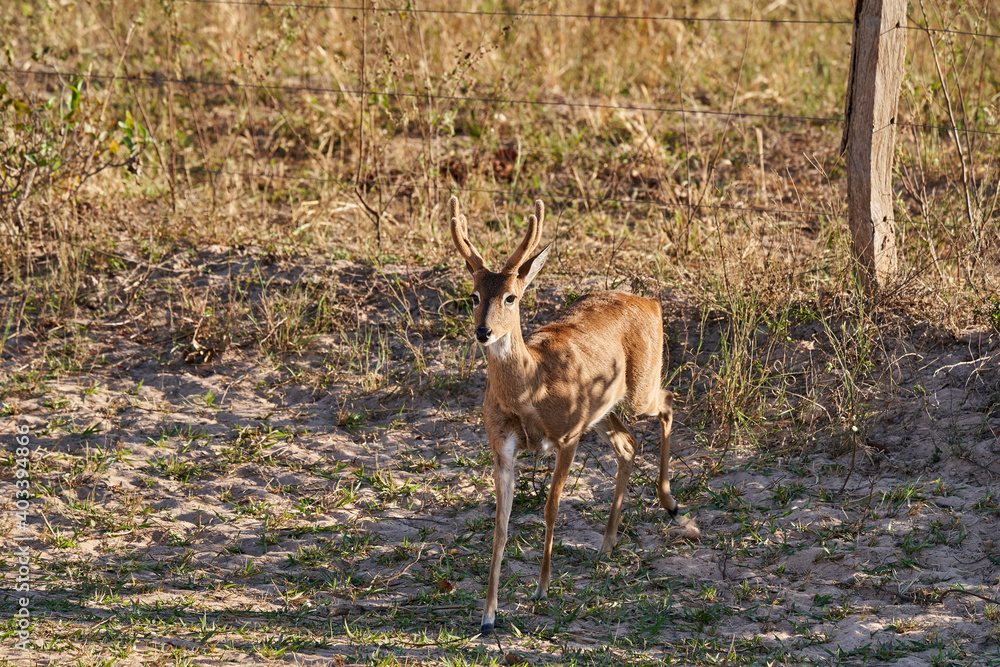 Fototapeta premium The marsh deer, Blastocerus dichotomus, also swamp deer, largest deer species from South America can mostly be found in the swampy region of the pantanal, Brazil, South America