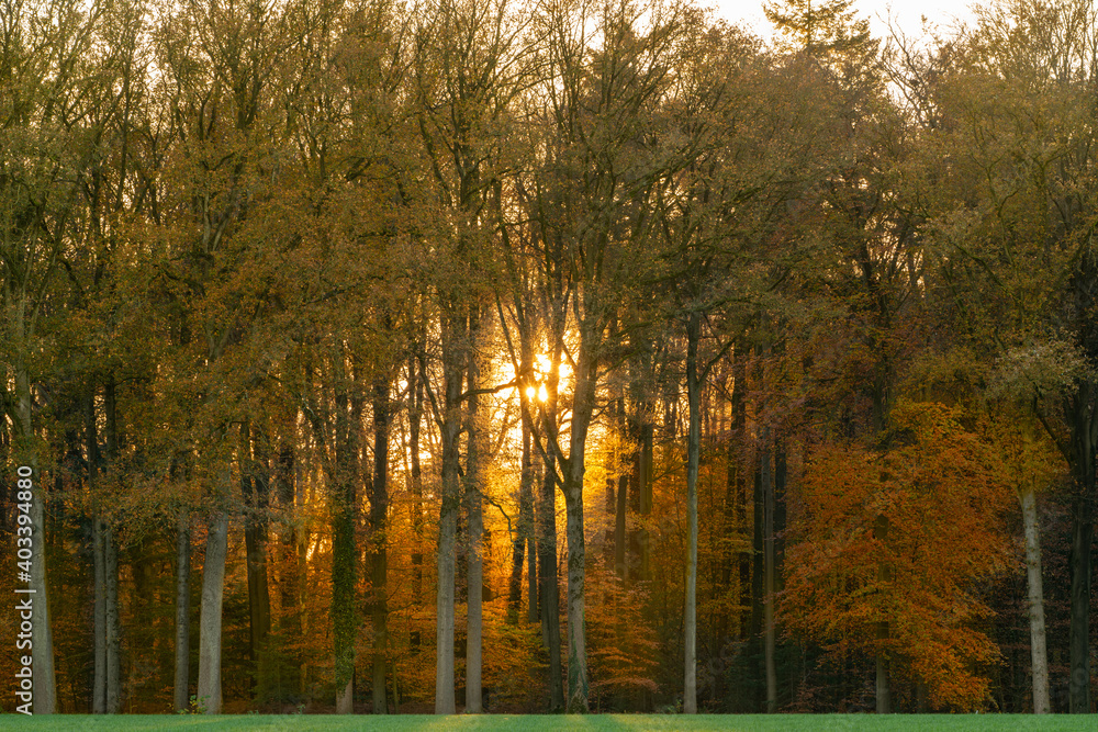 Fototapeta premium autumn in the forest