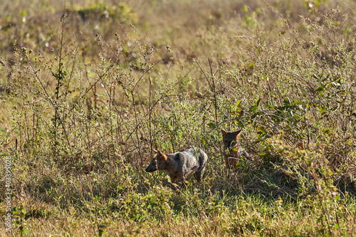 The crab eating fox, Cerdocyon thous, forest fox, wood fox, bushdog or maikong, is a medium sized canid from the wetlands of the pantanal swamp, Brazil, South America photo