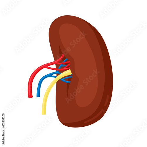 Human kidney illustration in flat style isolated on white background. Spleen internal anatomy, human organ, anatomical vector illustration