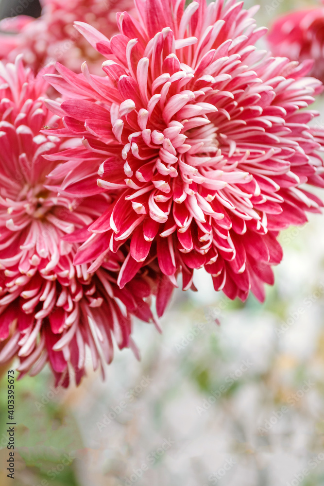 Pink chrysanthemums in garden. Floral background. Pink chrysanthemums in garden. Floral background.
