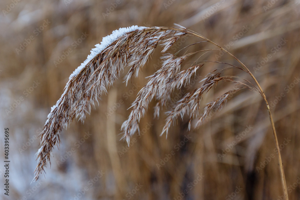 Fototapeta premium Dry reed covered with white snow at the lake coast. Snow-covered dry grass bends. Winter natural background. Kuskovo park in Moscow, Russia
