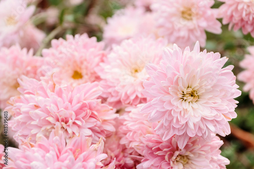 Pink chrysanthemums in garden. Floral background.