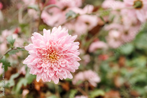 Pink chrysanthemums in garden. Floral background.