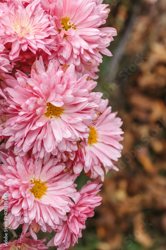 Pink chrysanthemums in garden. Floral background.