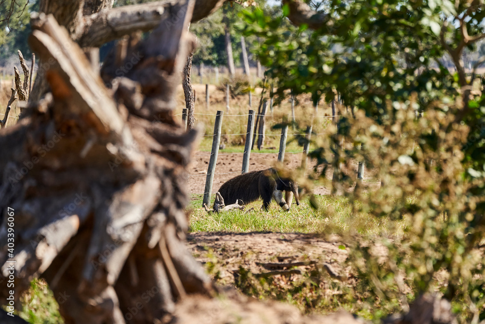giant anteater walking over a meadow of a farm in the southern Pantanal. Myrmecophaga tridactyla, also ant bear, is an insectivorous mammal native to Central and South America. giant anteater walking over a meadow of a farm in the southern Pantanal. Myrmecophaga tridactyla, also ant bear, is an insectivorous mammal native to Central and South America.
