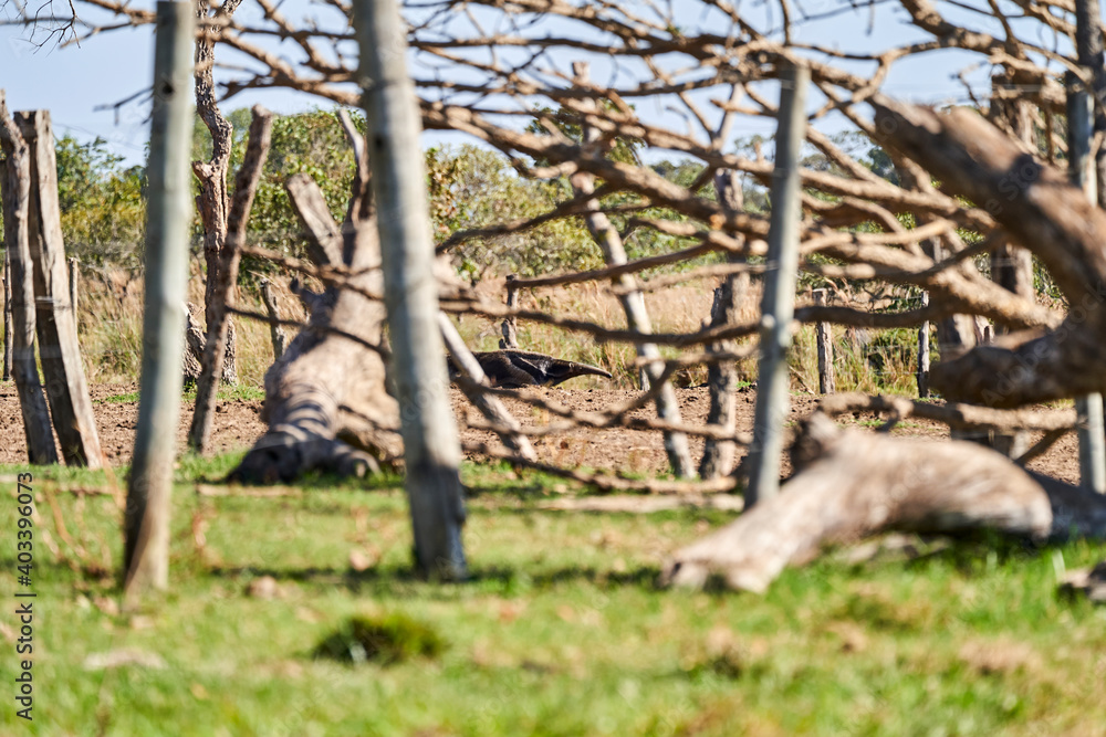 giant anteater walking over a meadow of a farm in the southern Pantanal. Myrmecophaga tridactyla, also ant bear, is an insectivorous mammal native to Central and South America. giant anteater walking over a meadow of a farm in the southern Pantanal. Myrmecophaga tridactyla, also ant bear, is an insectivorous mammal native to Central and South America.