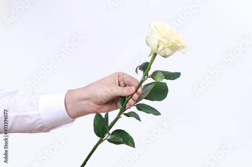 Male hand holding a single white rose isolated on white background