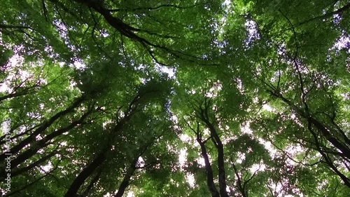 Wallpaper Mural Walking in West Woods - Marlborough Torontodigital.ca