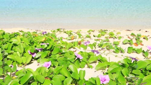 Wallpaper Mural beautiful and clear waves in Nishihama beach Okinawa Hateruma island Torontodigital.ca