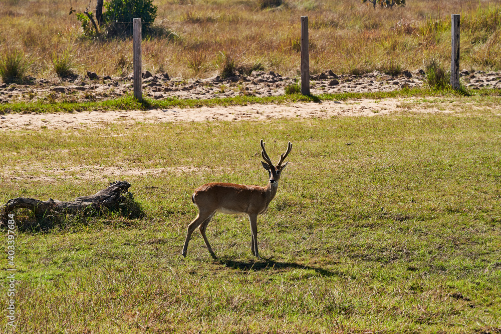 The marsh deer, Blastocerus dichotomus, also swamp deer, largest deer species from South America can mostly be found in the swampy region of the pantanal, Brazil, South America The marsh deer, Blastocerus dichotomus, also swamp deer, largest deer species from South America can mostly be found in the swampy region of the pantanal, Brazil, South America