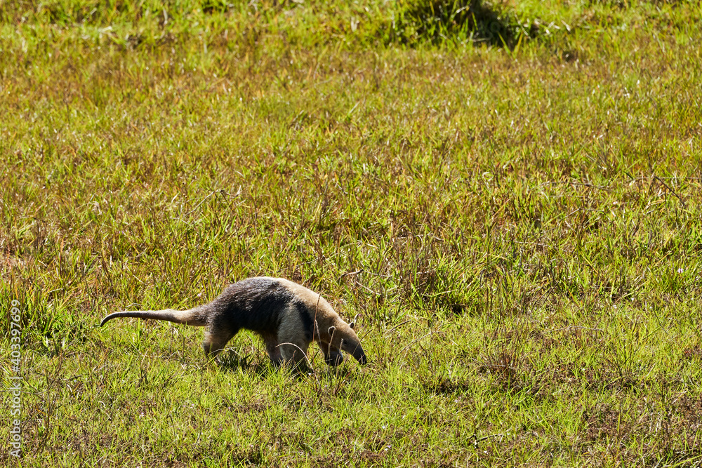 Naklejka premium southern tamandua, Tamandua tetradactyla, also collared anteater or lesser anteater, is a species of anteater from South America, foraging on a meadow in the southern Pantanal, Brazil