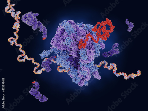 Ribosome translating mRNA into a polypeptide chain