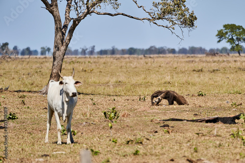 giant anteater walking over a meadow of a farm in the southern Pantanal. Myrmecophaga tridactyla  also ant bear  is an insectivorous mammal native to Central and South America.