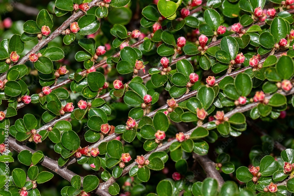 Parallel branches of Cotoneaster horizontalis, abundantly blooming with pink small flowers and glossy leaves