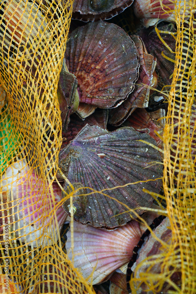 Fresh scallops in the shell at a seafood market in France Fresh scallops in the shell at a seafood market in France