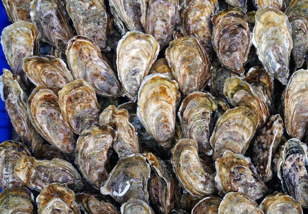 Fresh oysters in the shell in bulk in Brittany, France Fresh oysters in the shell in bulk in Brittany, France