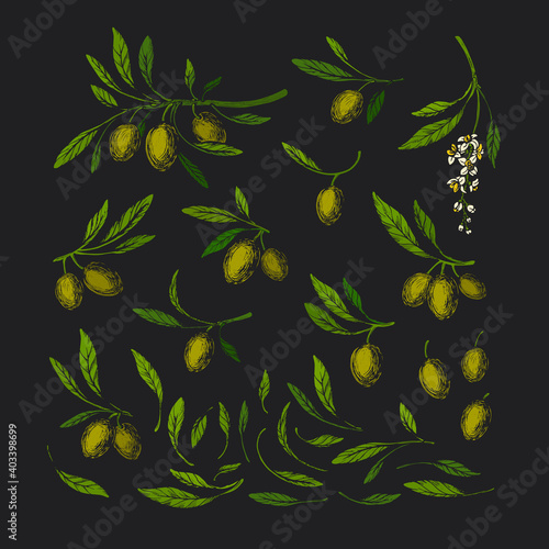 Vector olive set. Vintage illustration Italian oil