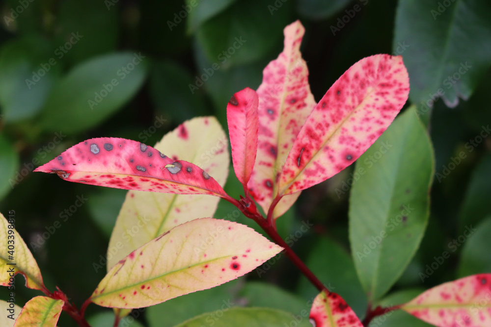 Red robin Photinia with disease. Photinia hedge with red spots on leaves Red robin Photinia with disease. Photinia hedge with red spots on leaves