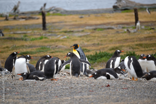 Solitary king penguin in the middle of gentoo penguins