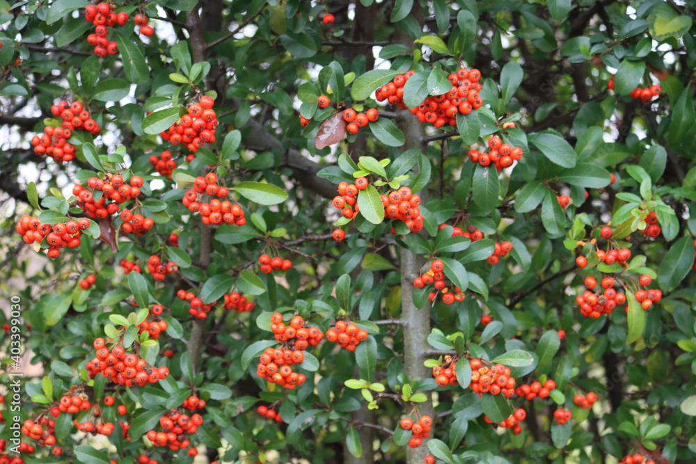 Close-up of Pyracantha hedge with beautiful ripe red berries in the garden