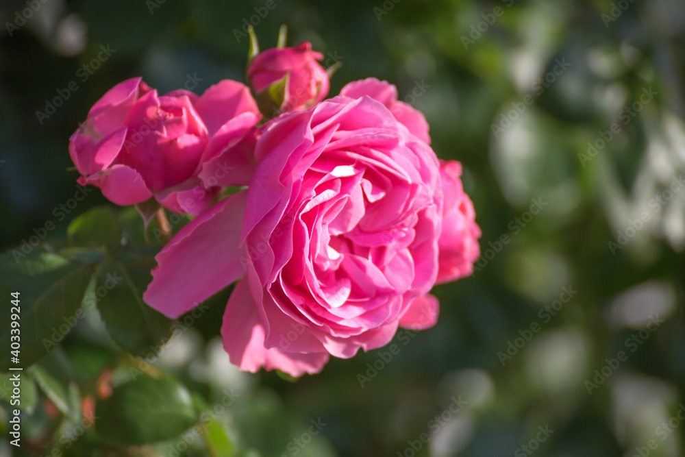 バラの花 屋外撮影 バラの花 屋外撮影