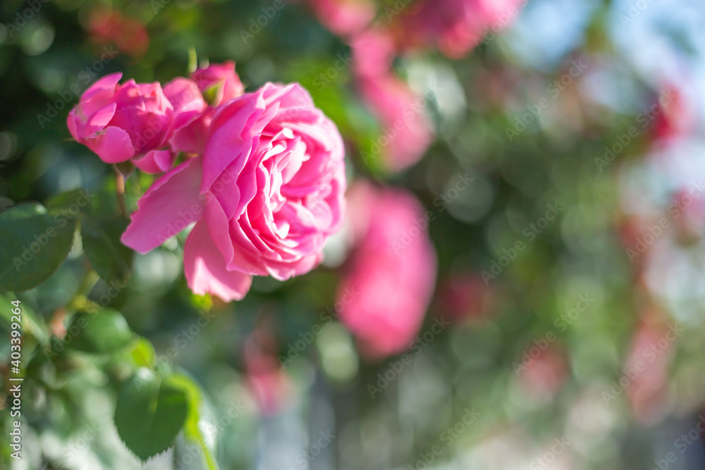 バラの花 屋外撮影 バラの花 屋外撮影