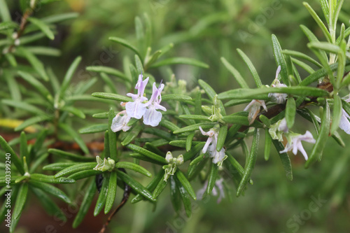 Rosemary violet flowers on branch in the garden. Rosmarinus officinalis plant in bloom © saratm