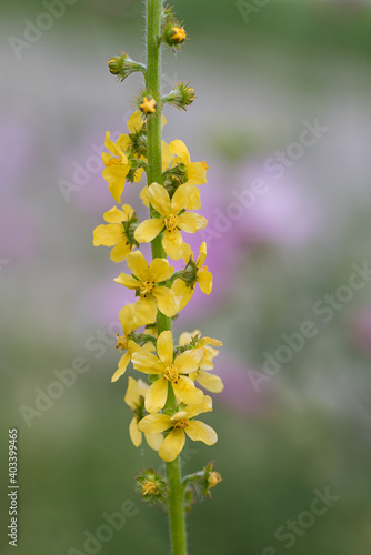 closeup of agrimony stem with yellow blossoms