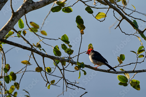 The yellow billed cardinal, Paroaria capitata, is a songbird, and sub species belonging to the family of the tanagers Thraupidae. In the Swamp region of the Pantanal, Brazil, South America