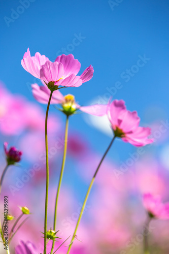 コスモスの花　秋のイメージ
