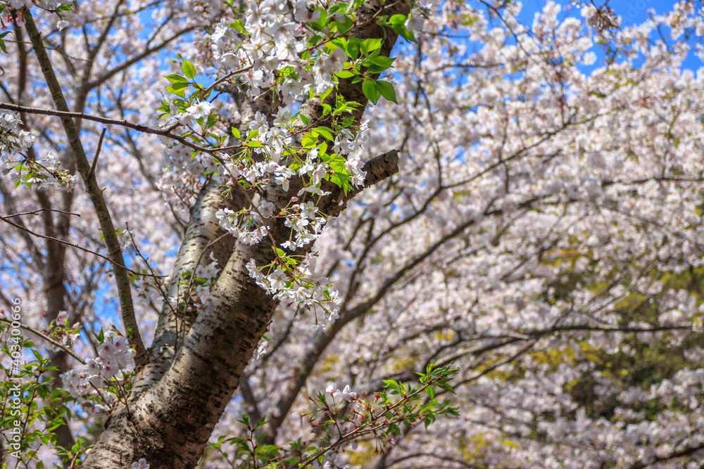 Fototapeta premium 桜の花 春のイメージ