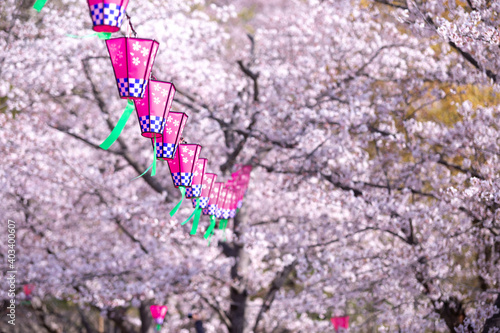 桜とランタン 春の花見イメージ