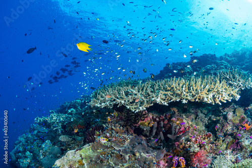 Various species of fish schooling above staghorn coral in shallow including barracuda 