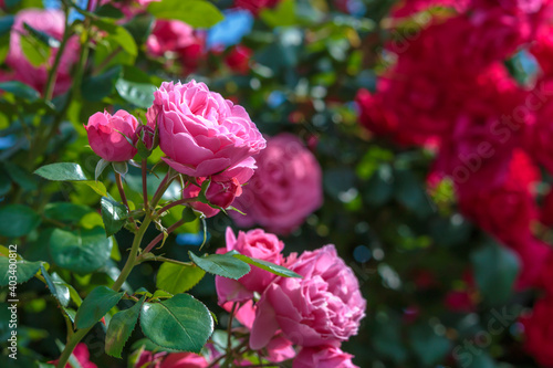 Wallpaper Mural バラの花　屋外撮影 Torontodigital.ca