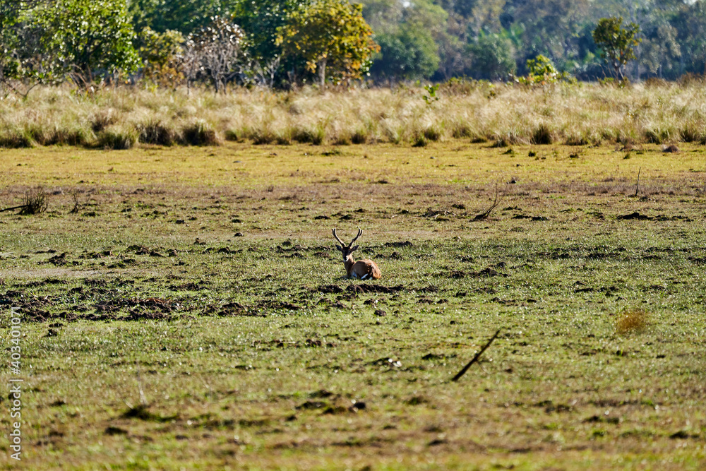 The marsh deer, Blastocerus dichotomus, also swamp deer, largest deer species from South America can mostly be found in the swampy region of the pantanal, Brazil, South America The marsh deer, Blastocerus dichotomus, also swamp deer, largest deer species from South America can mostly be found in the swampy region of the pantanal, Brazil, South America