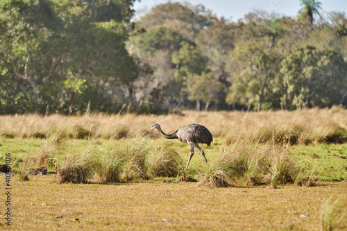 Nandu, Greater Rhea female running through the landscape of the wetlands in Pantanal swamp in Brazil. Rhea americana is flight less bird of South America photo