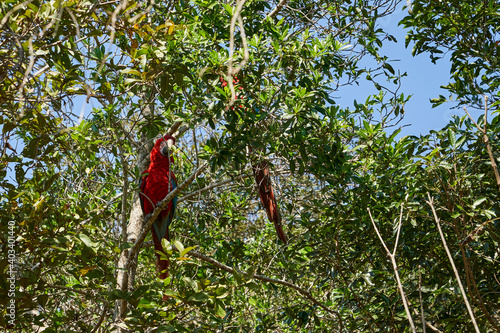 Beautiful scarlet macaw, Ara macao, a large red, yellow, and blue parrot in Central and South American, at Buraco das Aras in Brazil, South America