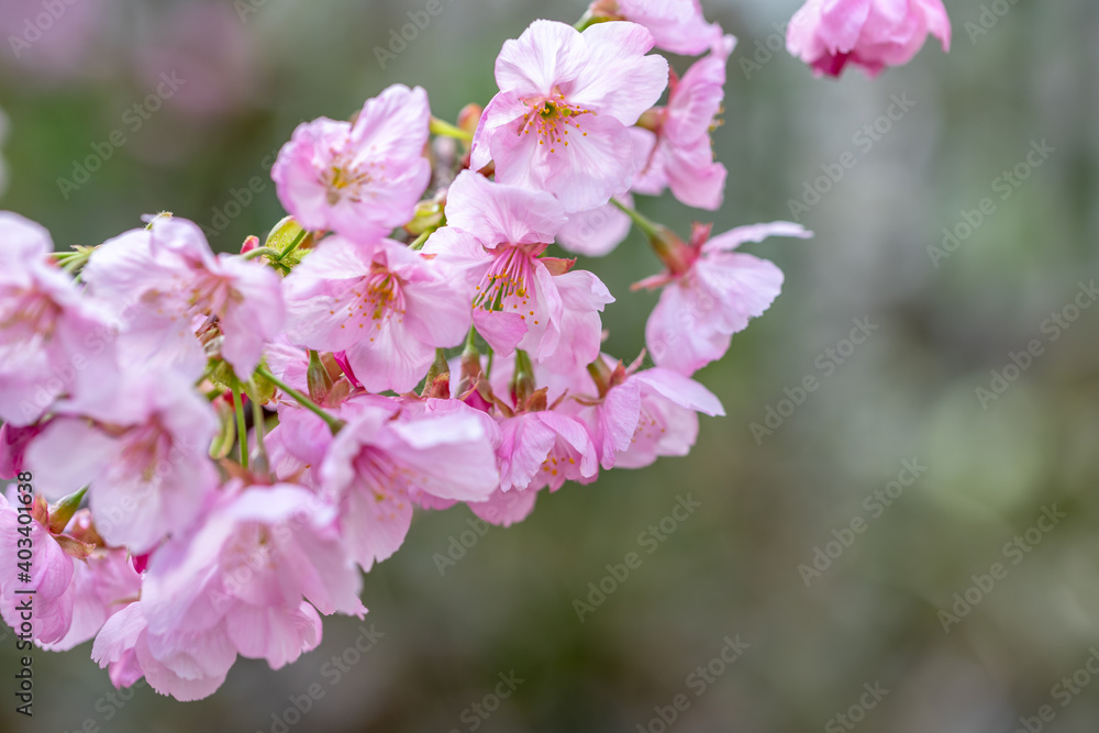 桜の花 春のイメージ 桜の花 春のイメージ