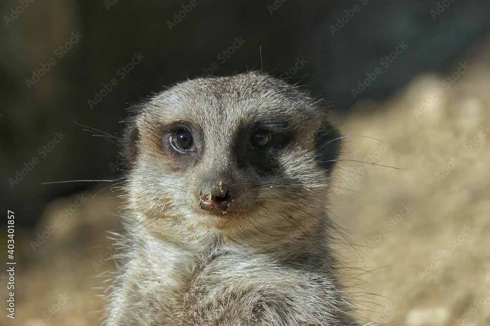 Fototapeta premium Säugetiere - Erdmännchen (Suricata suricatta)